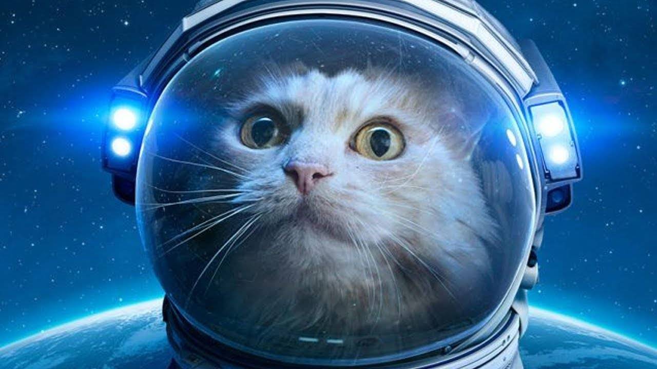 12 pisici celebre în istoria lumii