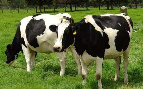 De ce este laptele de vacă alb