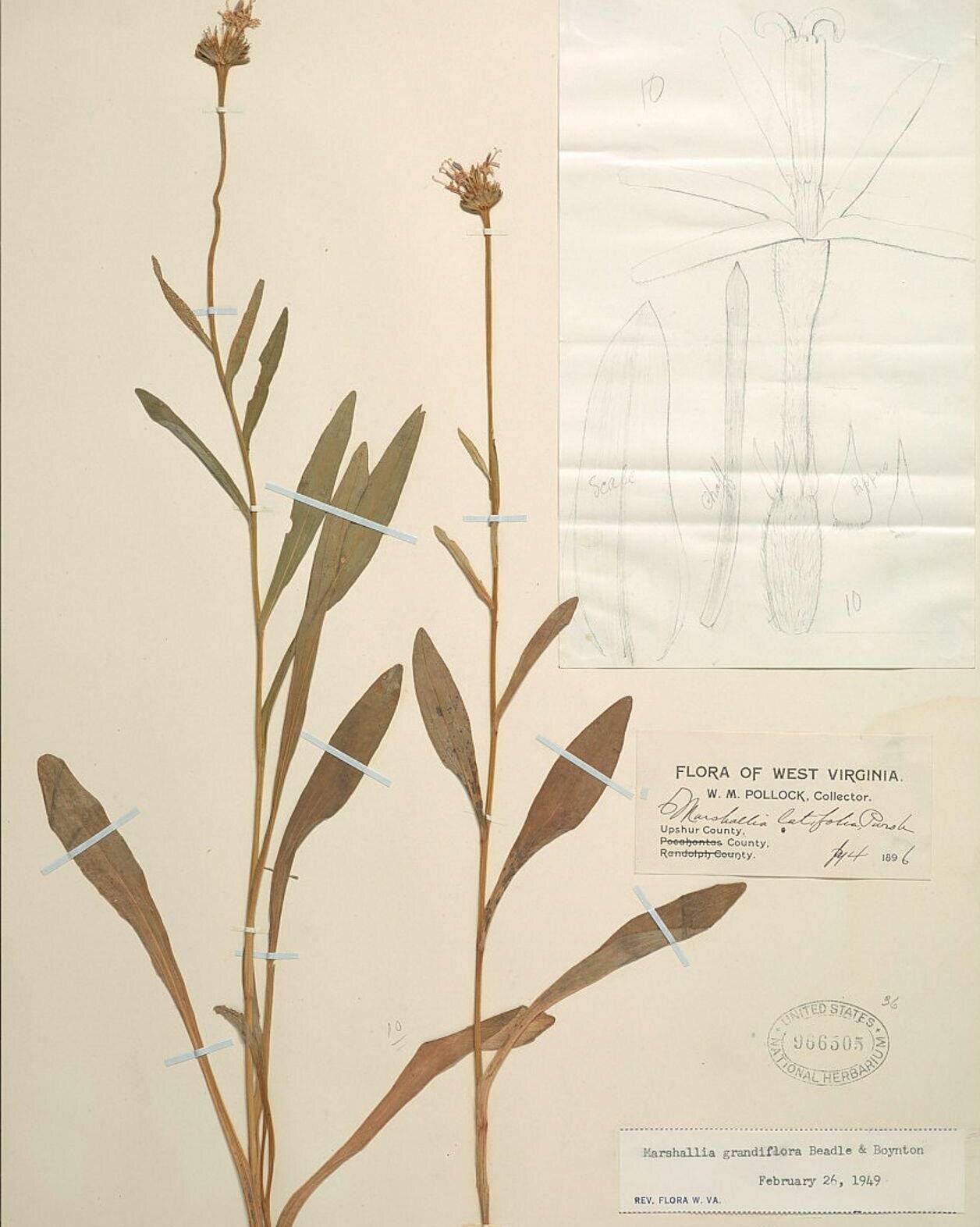 Despre frumusețea unor plante care au dispărut