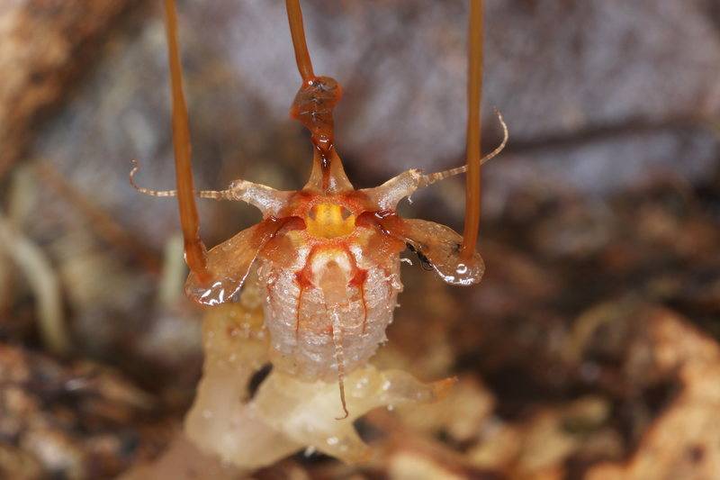 Despre frumusețea unor plante care au dispărut