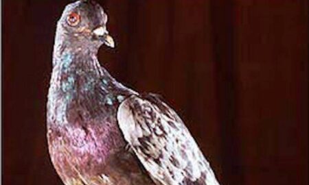 Cher Ami. Porumbelul mesager care a salvat 200 de soldați în Primul Război Mondial