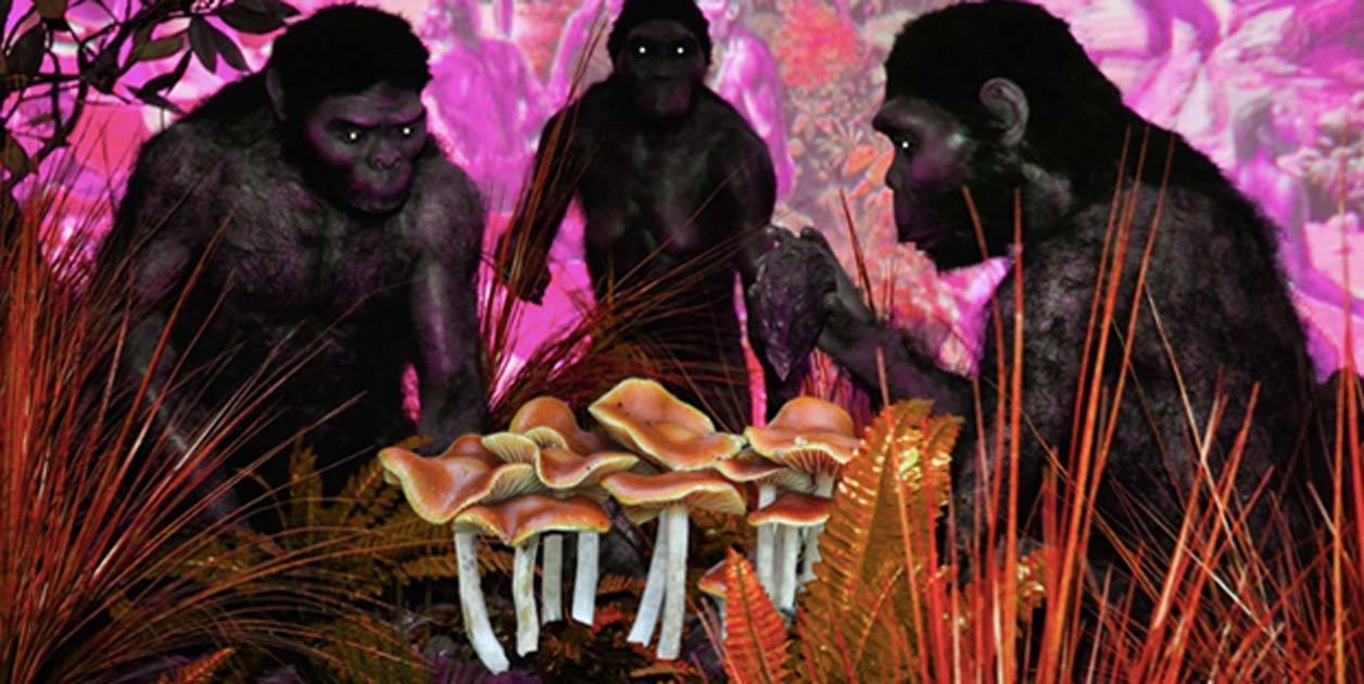 Teoria Stoned Ape a lui Terence McKenna. Strămoșii noștri ar fi mâncat ciuperci magice