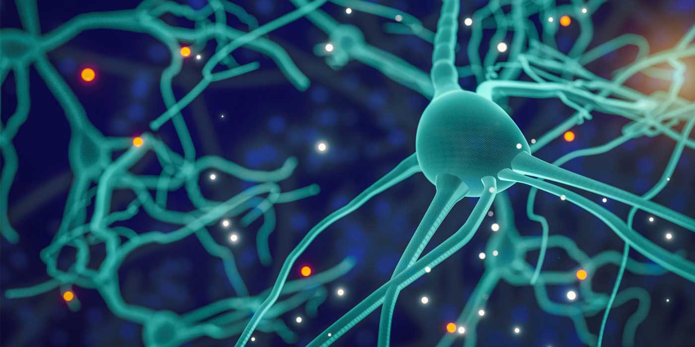 Câți neuroni sunt în creierul uman?