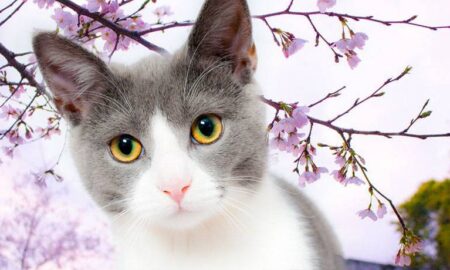 Mai mult decât o istorie magică: De ce au pisicile nouă vieți?