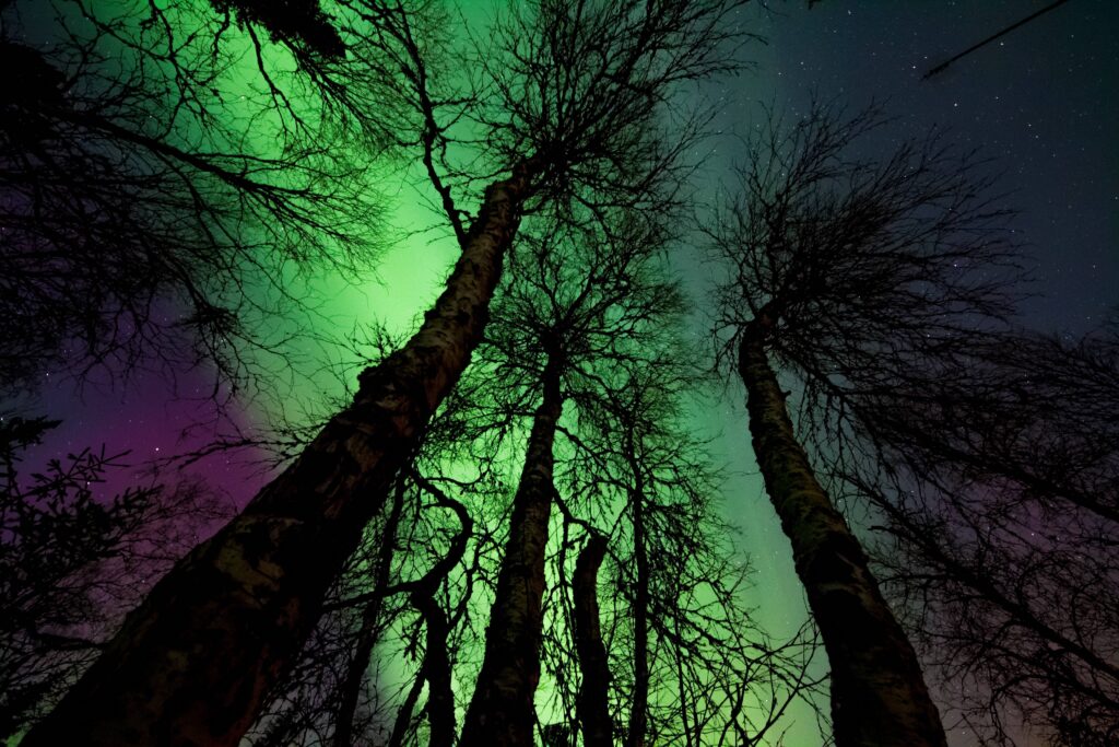 Auroral Boreala